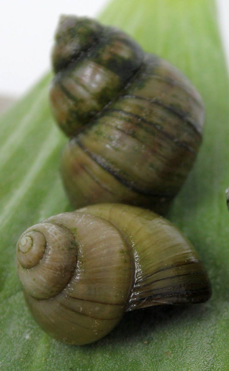 Teichschnecken im Gartenteich Posthornschnecke, Spitzschlamm
