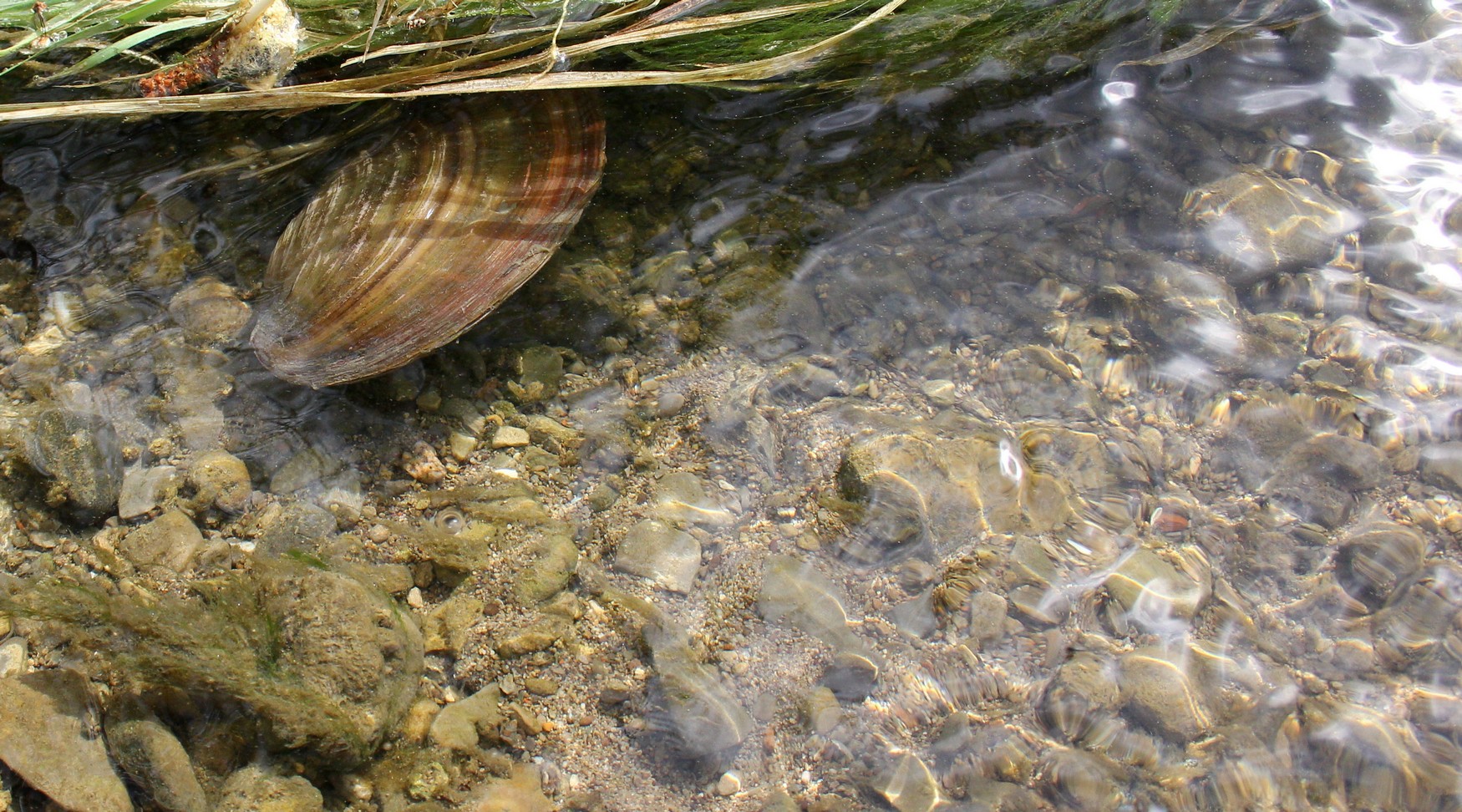 Teichmuschel im fließenden Wasser