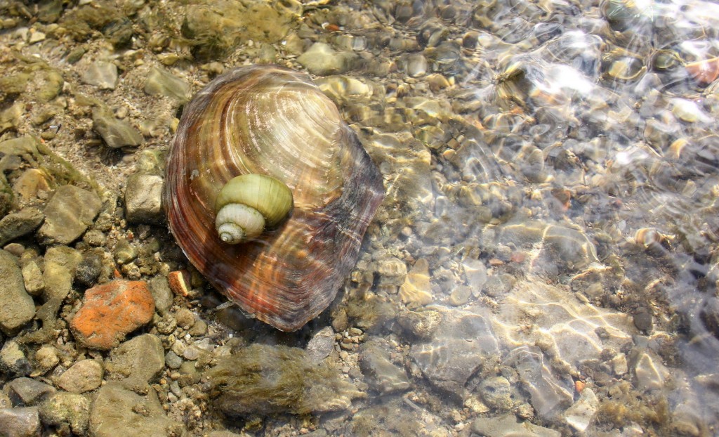 Teichschnecken im Gartenteich Posthornschnecke, Spitzschlamm