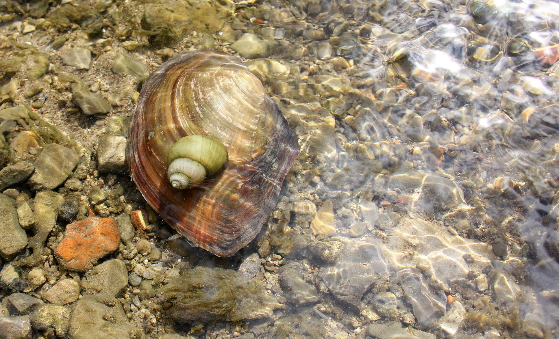 Teichmuschel und Schnecke