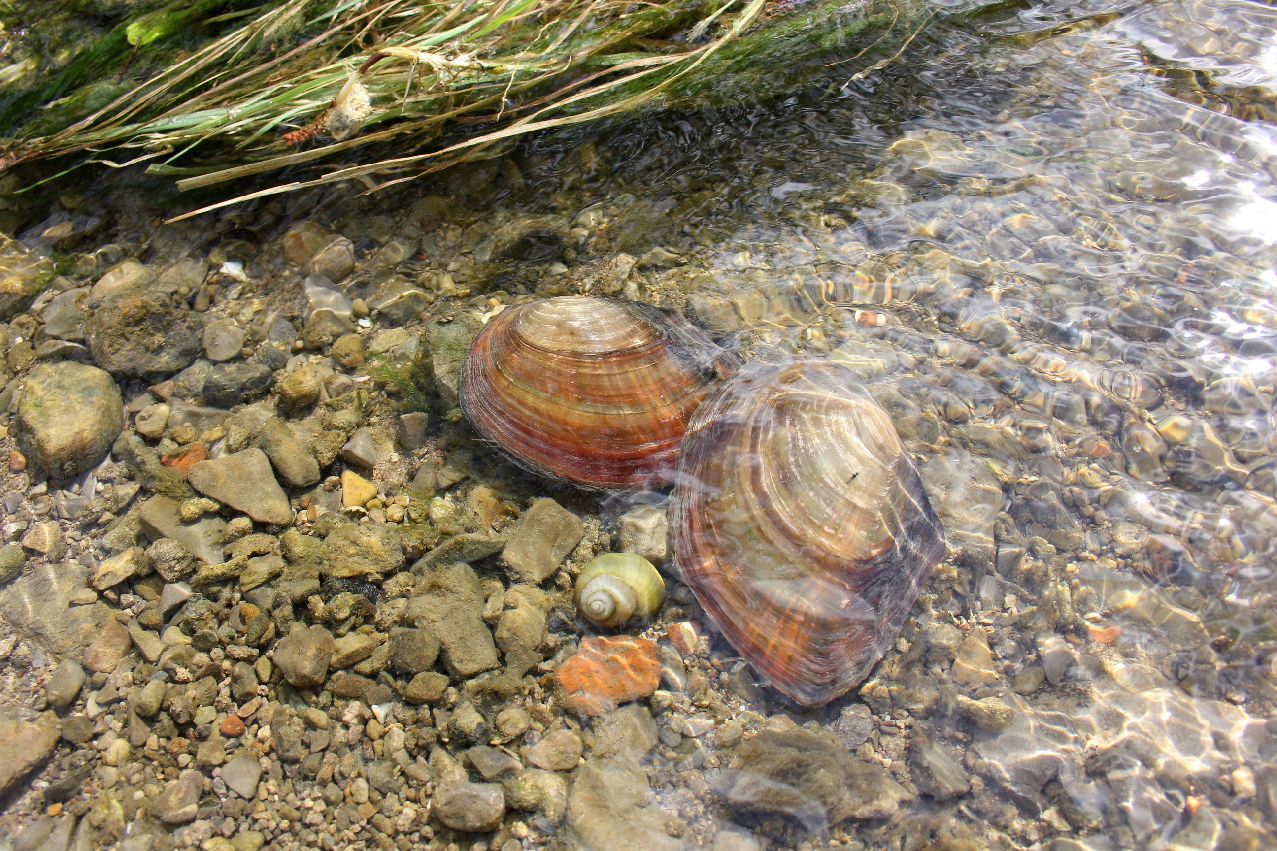 Schnecken und Muscheln im Schatten der Wasserpflanzen