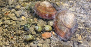 Teichmuscheln als Filtrierer