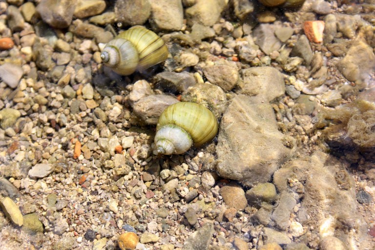 Teichschnecken im Gartenteich Posthornschnecke, Spitzschlamm