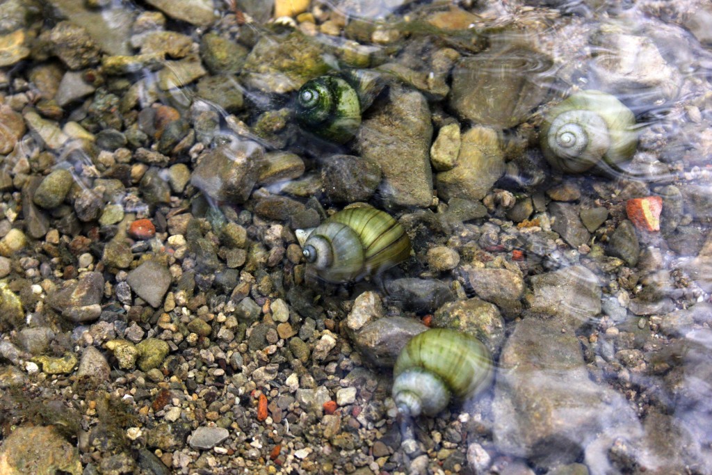 Teichschnecken im Gartenteich Posthornschnecke, Spitzschlamm