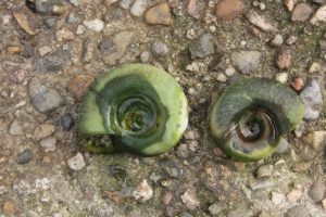 Posthornschnecke Gehäuse