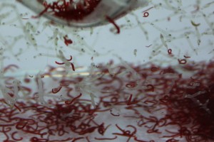 rote und weiße Mückenlarven als Lebendfutter