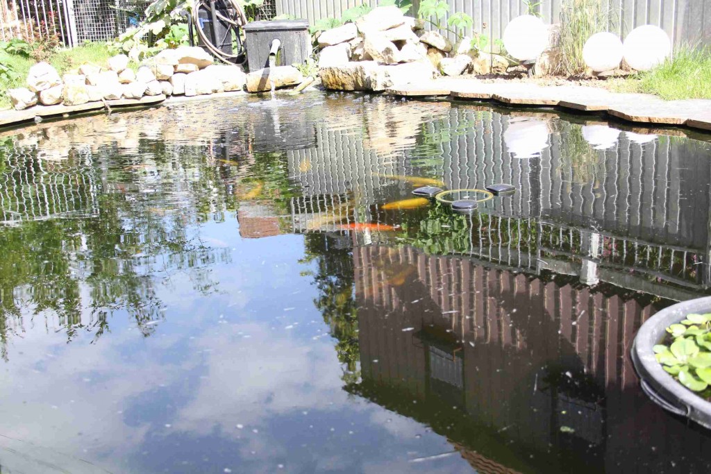 Kois unter der Wasseroberfläche eines Teichs