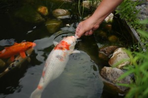 Koi frisst aus Hand