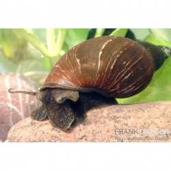 Spitzschlammschnecke auf einem Stein