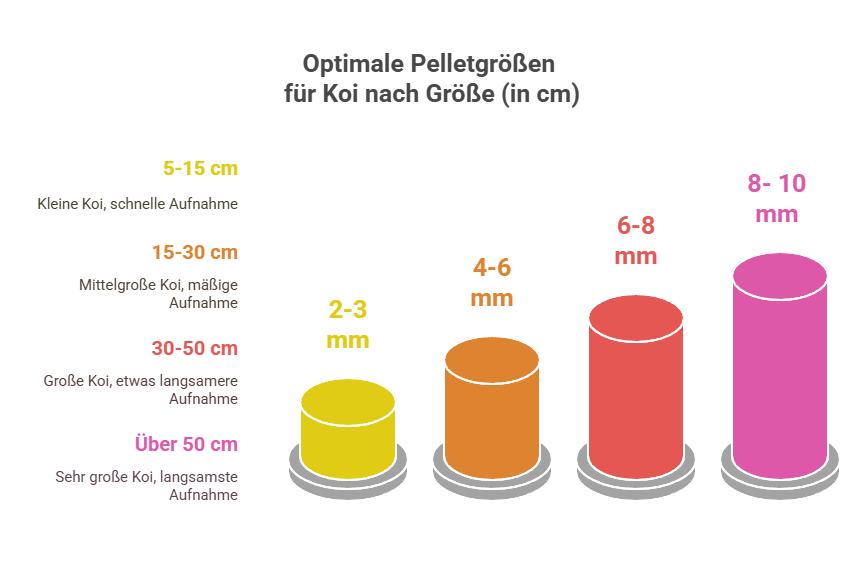 Fütterung abgestimmt auf die Größe: Optimale Pelletgrößen für Koi im Überblick – Grafik © bachflohkrebse.de