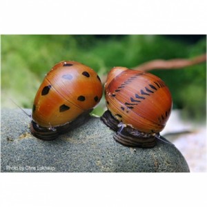 Orange Track Rennschnecke