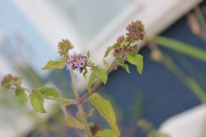 Oregano Blüte