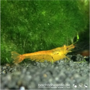 Tangerine Tiger Garnele