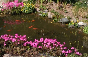Goldfische im Teich