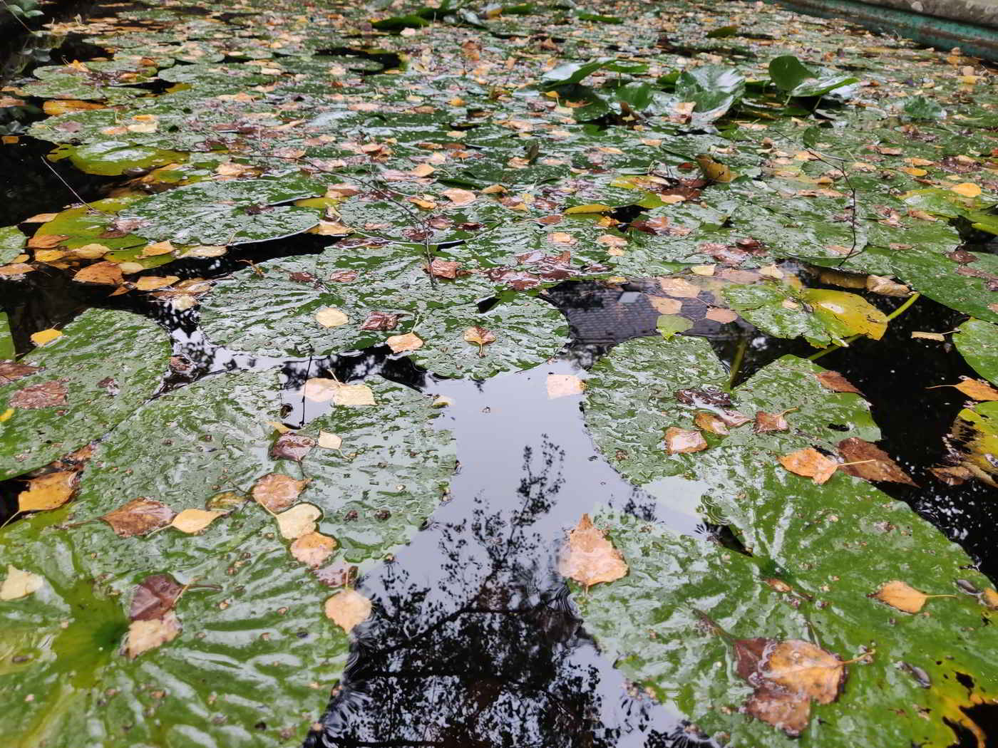 Gepflegter Gartenteich mit klarem Wasser