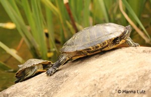 Wasserschildkröten