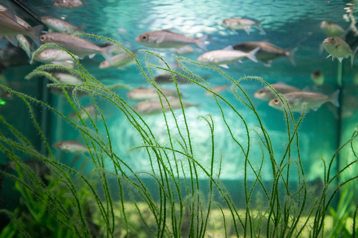 Algen unter der Lupe: Natürlicher Bestandteil des Aquarium-Ökosystems