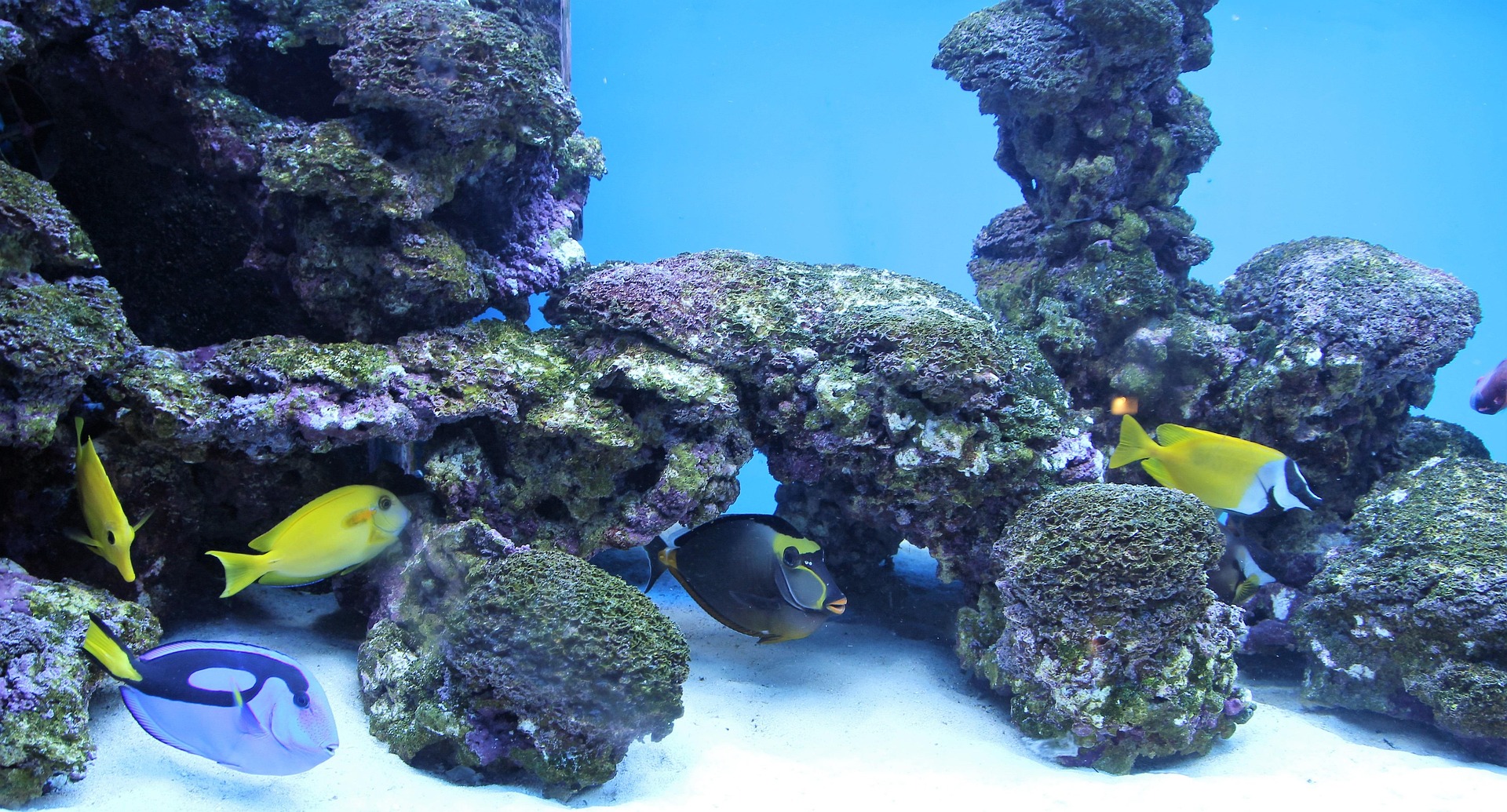 Neues Aquarium Setup