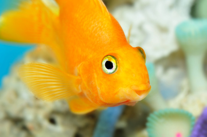 Papageien Fisch im Aquarium