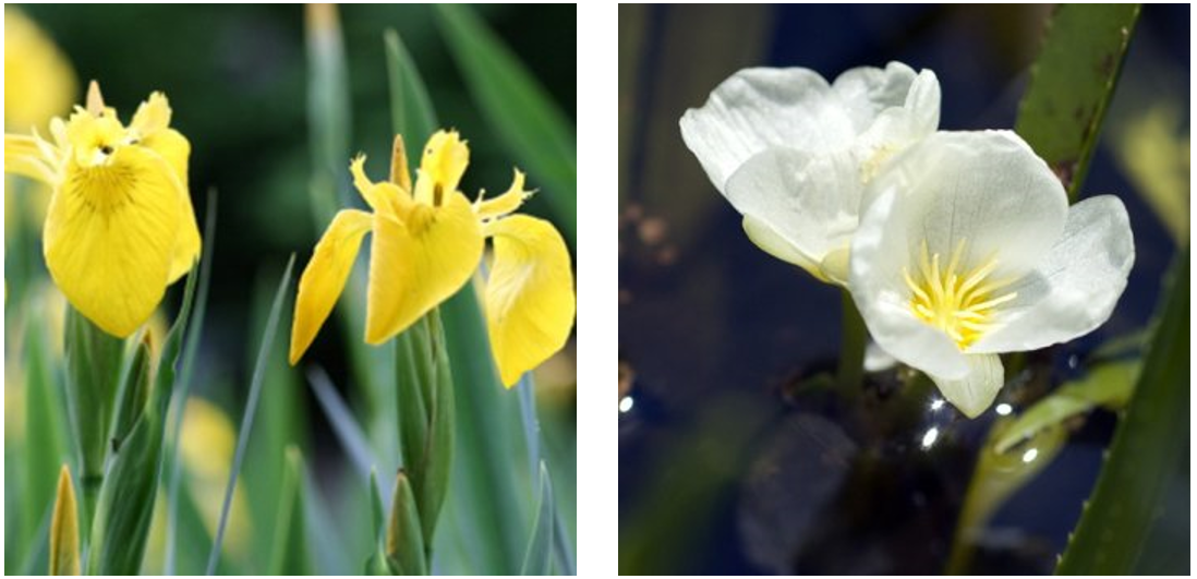 Wasserpflanzen im Shop