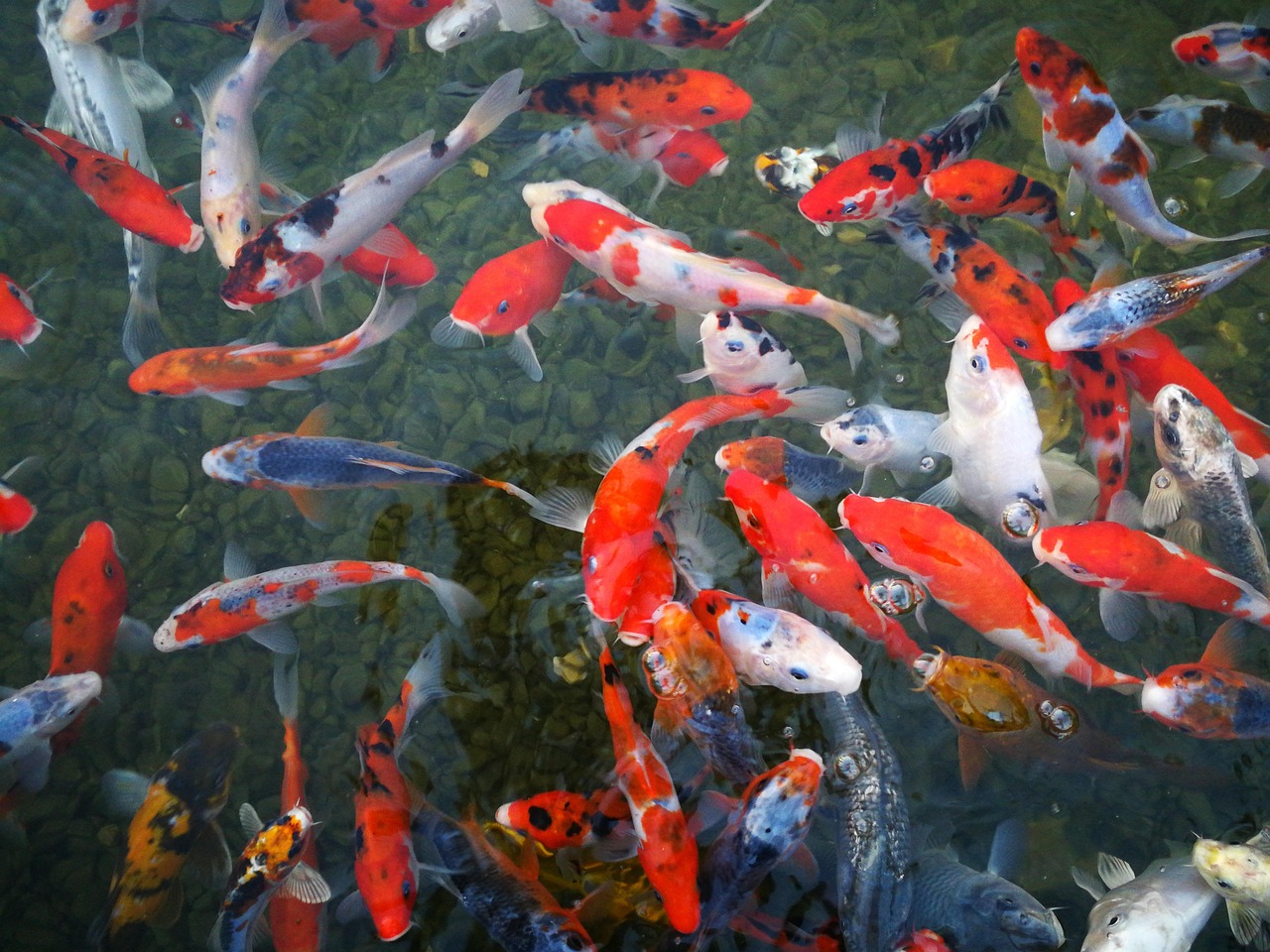 Koi-Schwärme schaffen eine beruhigende Atmosphäre im Garten