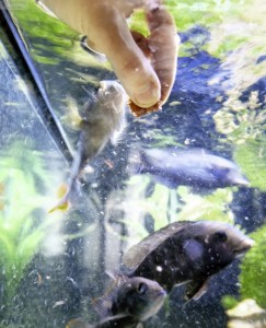Fütterung im Aquarium