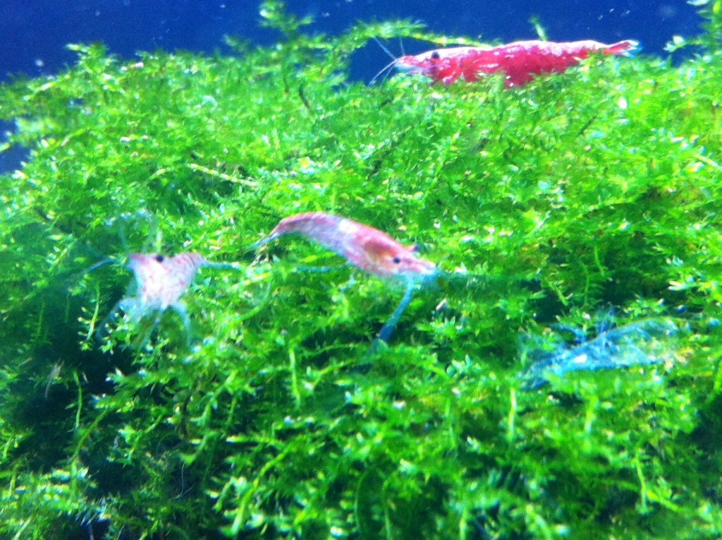 Das Garnelen Aquarium - Richtig Einrichten, Becken wählen und Pflanzen ...