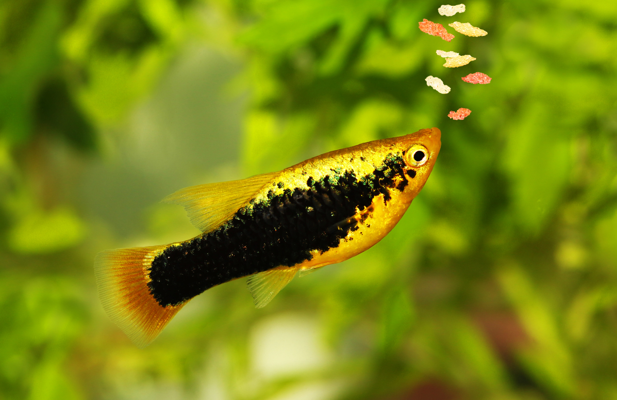 Platy frisst Flockenfutter im Aquarium