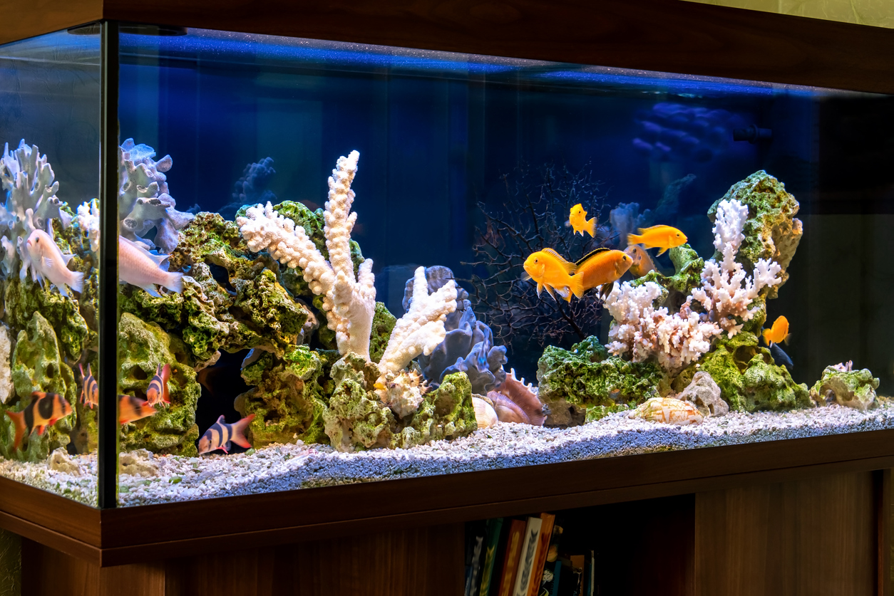 Süßwasseraquarium mit Cichliden im Pseudo-Sea-Stil