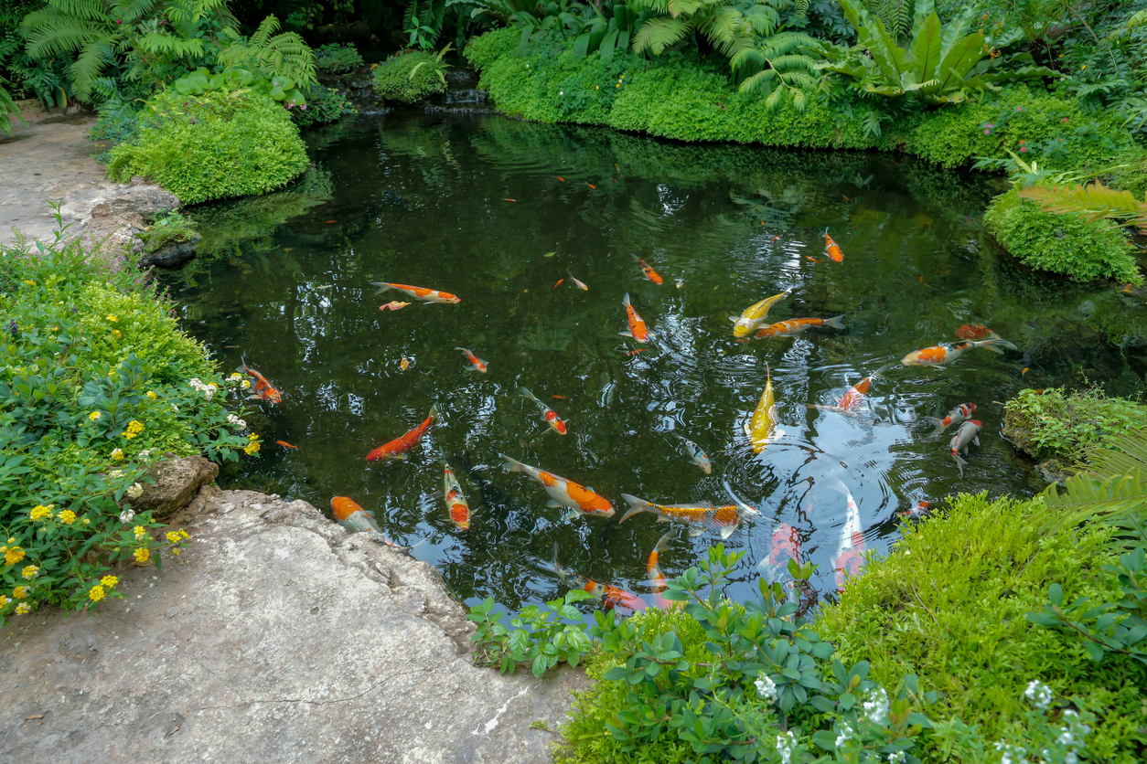 Koi schwimmen in einem Teich mit Seerosen und klarem Wasser