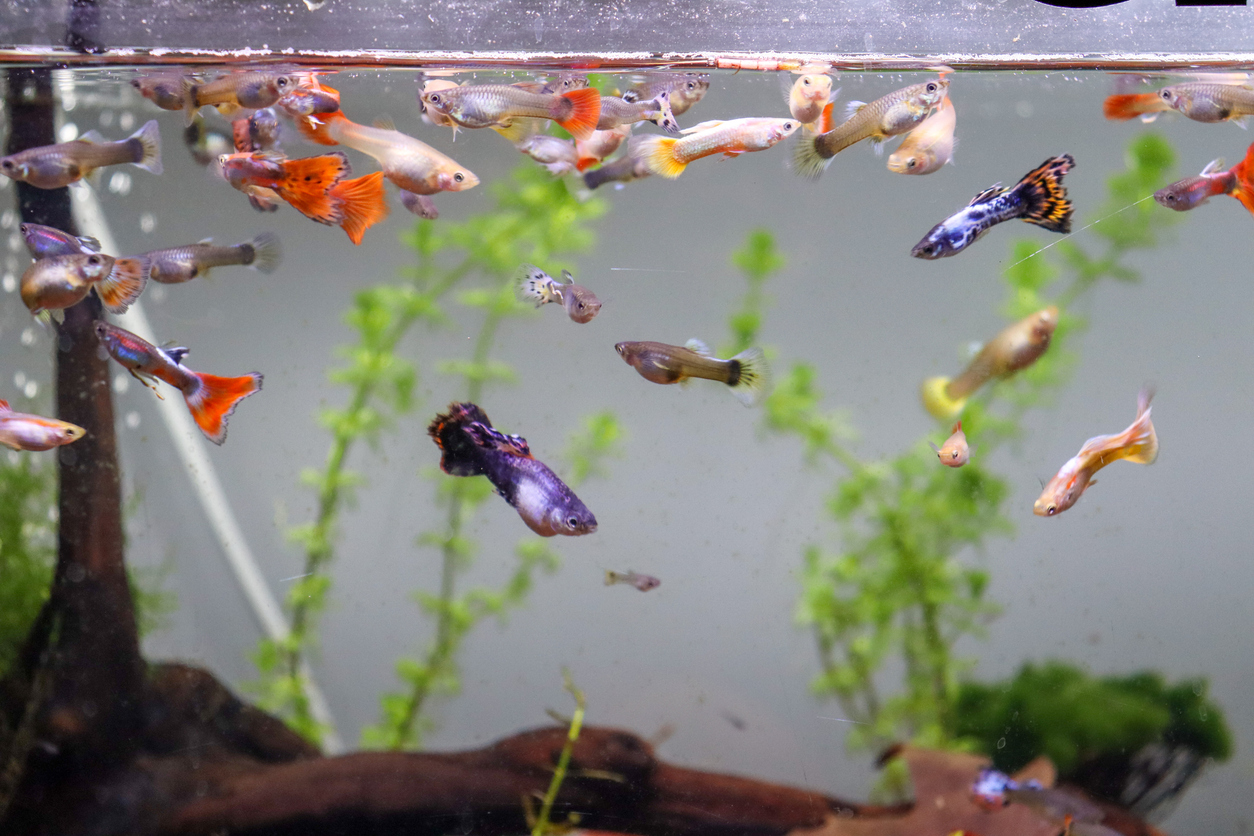 Bunter Guppy mit Mosaikschwanz im Aquarium