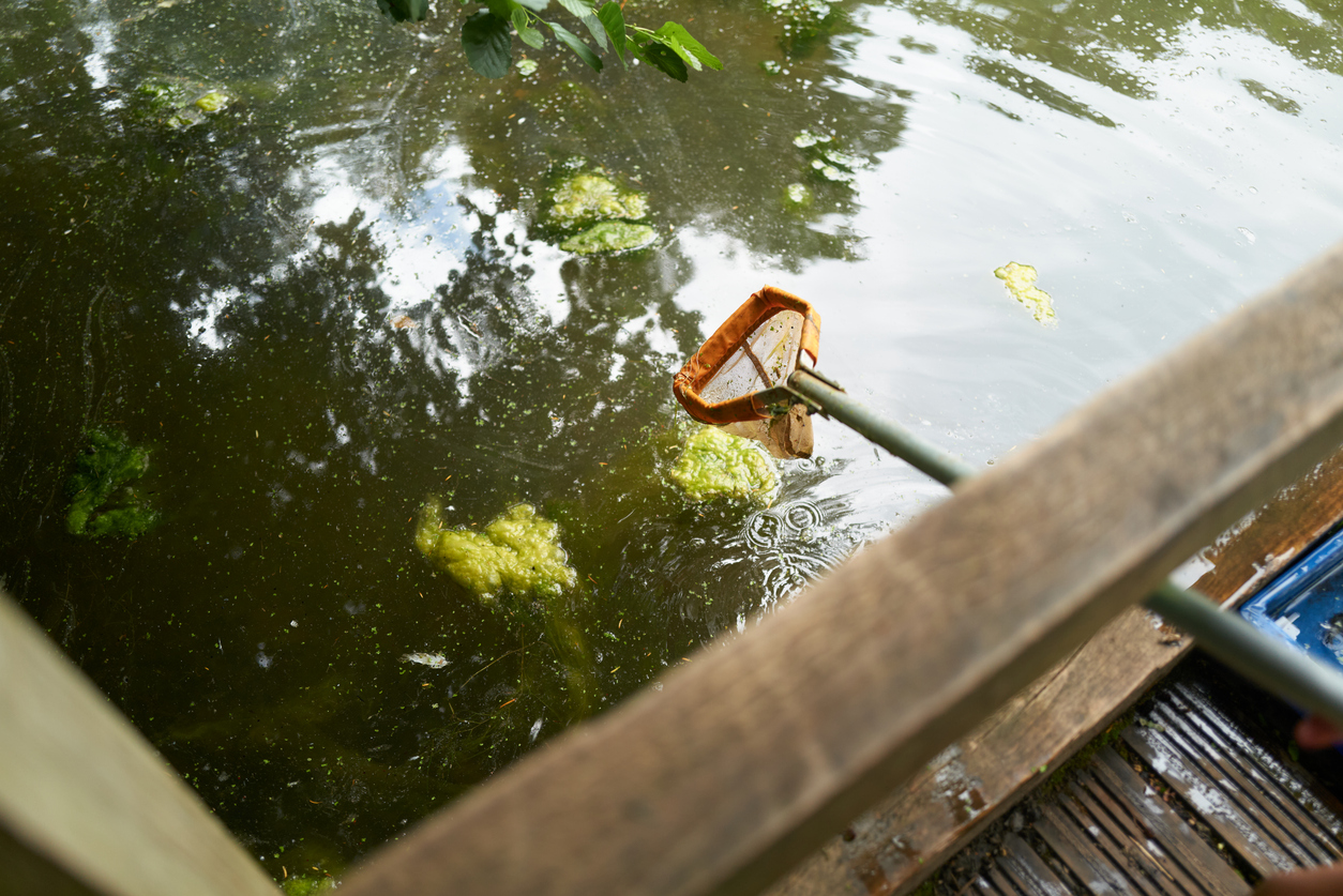 Ein Kescher wird zum Abfischen von Algen und Laub aus einem Teich verwendet