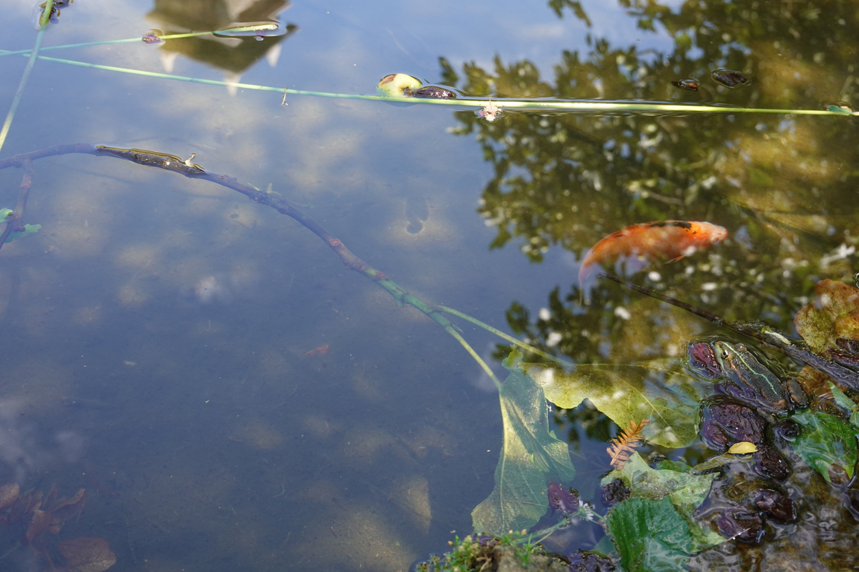 Ein Koi schwimmt ruhig unter der Wasseroberfläche eines Teiches mit Spiegelungen von Bäumen