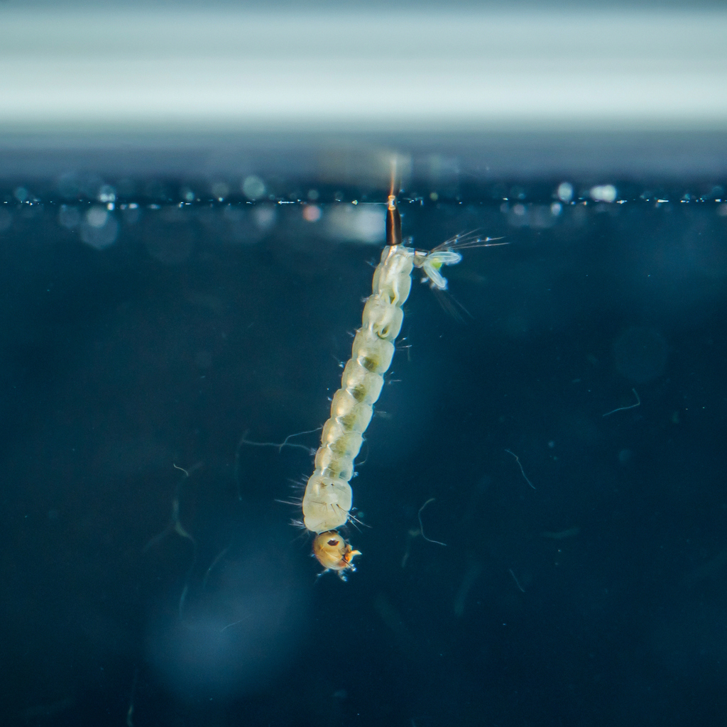 Mückenlarve atmet durch ihren Siphon an der Wasseroberfläche