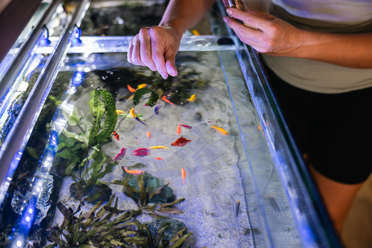 Frau füttert Fische im Aquarium