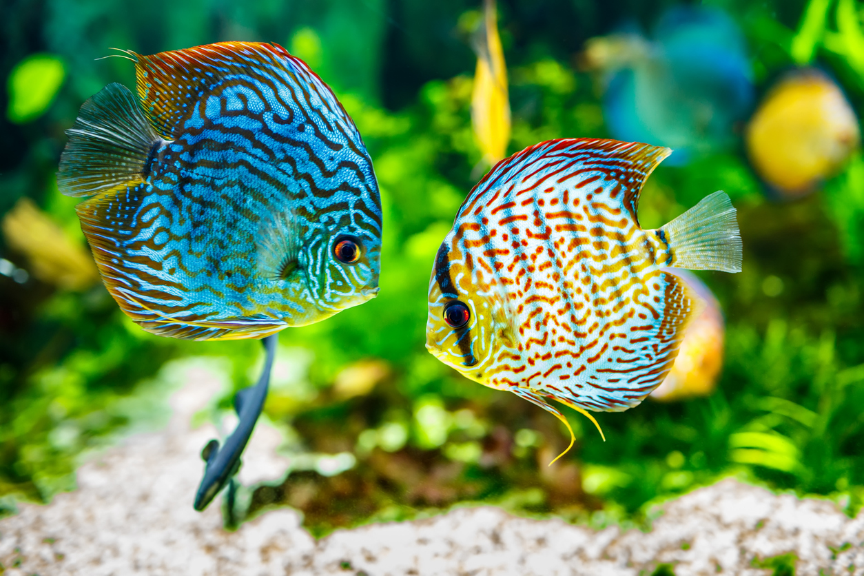 Symphysodon Diskus im Aquarium vor grünem Hintergrund