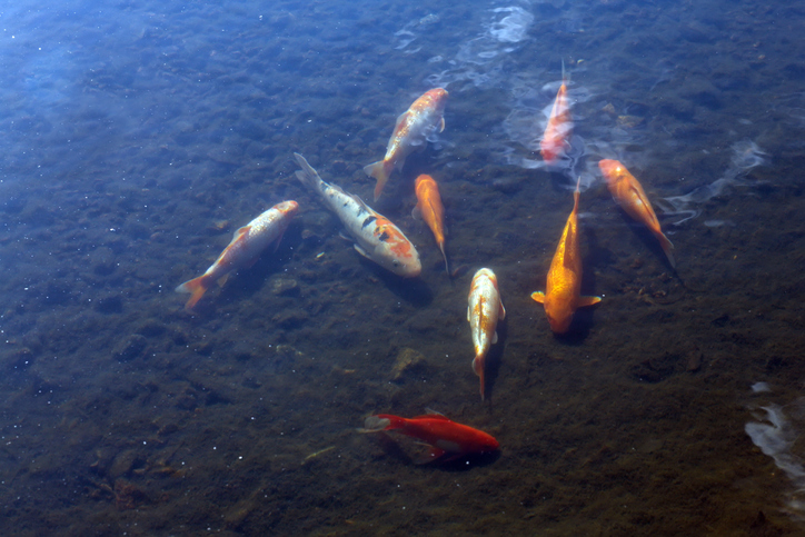 Koi und Goldfische in einem Gartenteich
