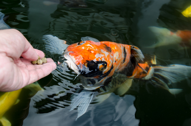 Koi wird von Hand mit Futterpellets gefüttert