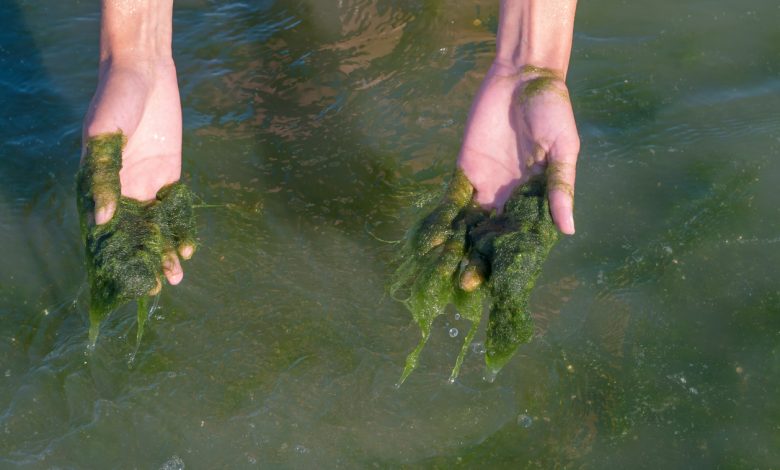 Zwei Hände ziehen grüne Fadenalgen aus dem Teichwasser
