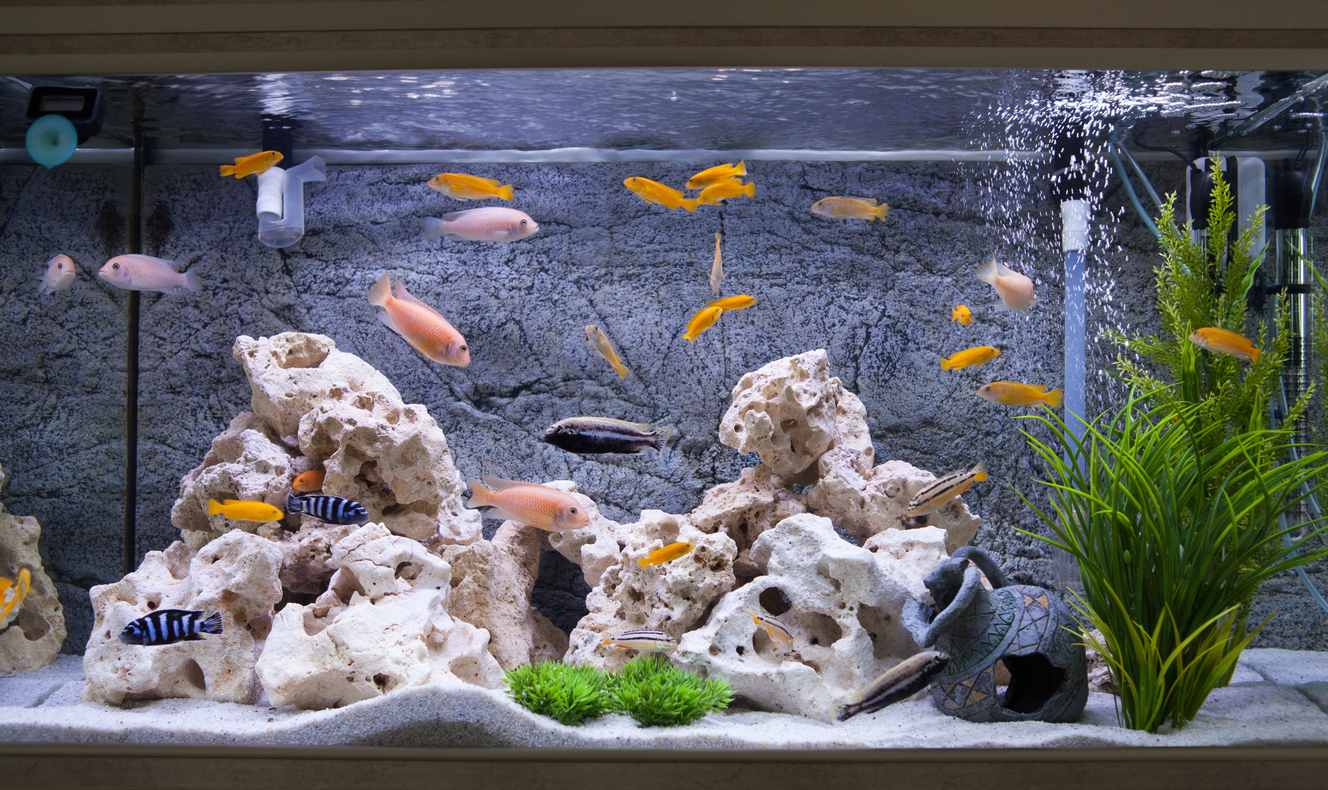 Aquarium mit Cichliden aus dem Malawisee