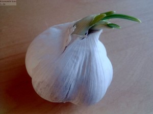 Knoblauch