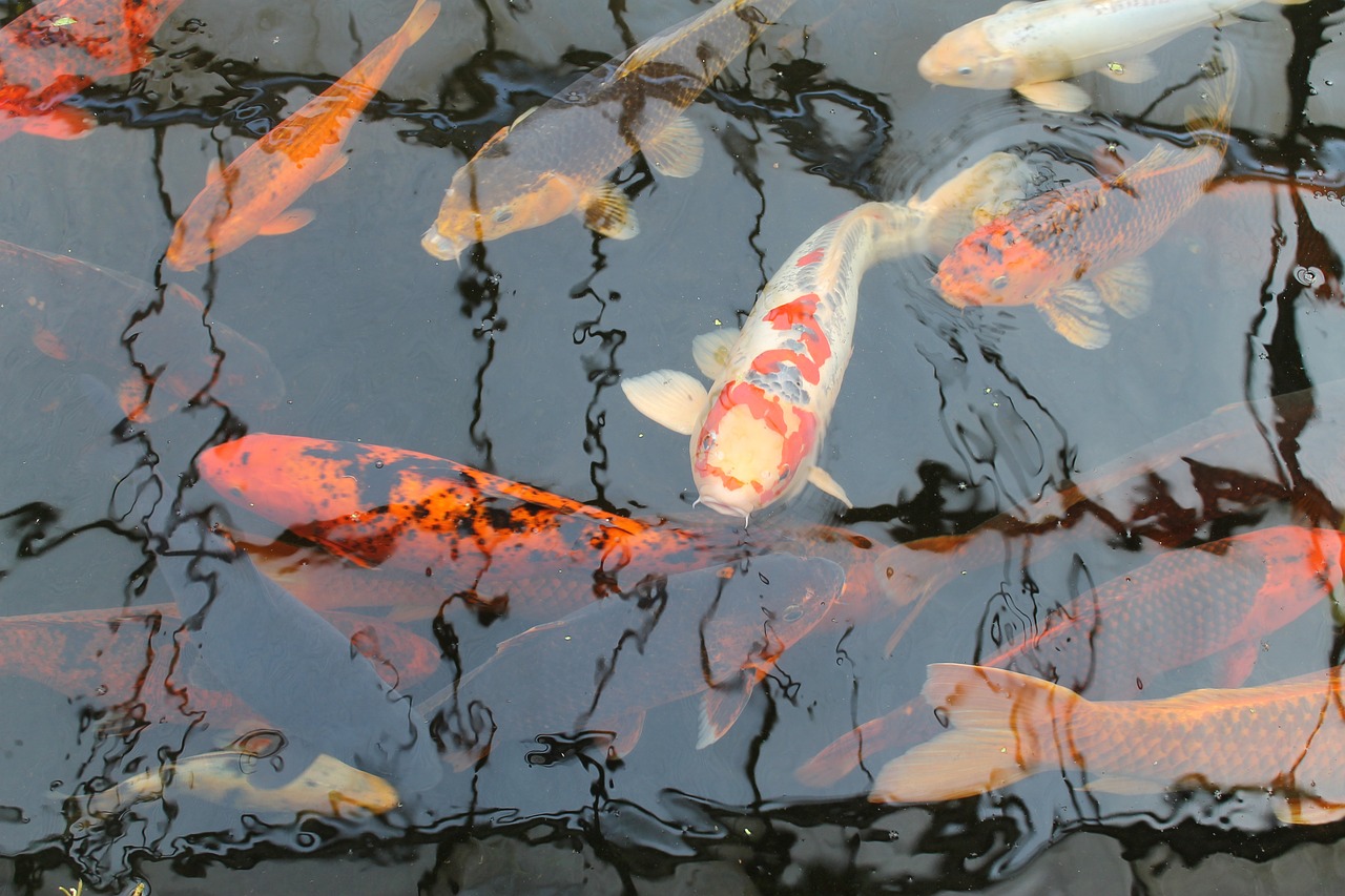 Koi leben harmonisch in Gruppen