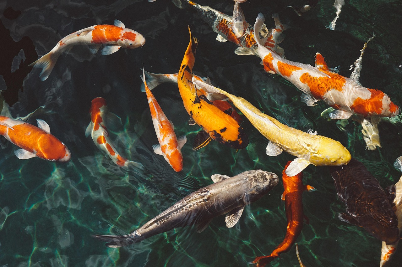 Koi Fische im Teich