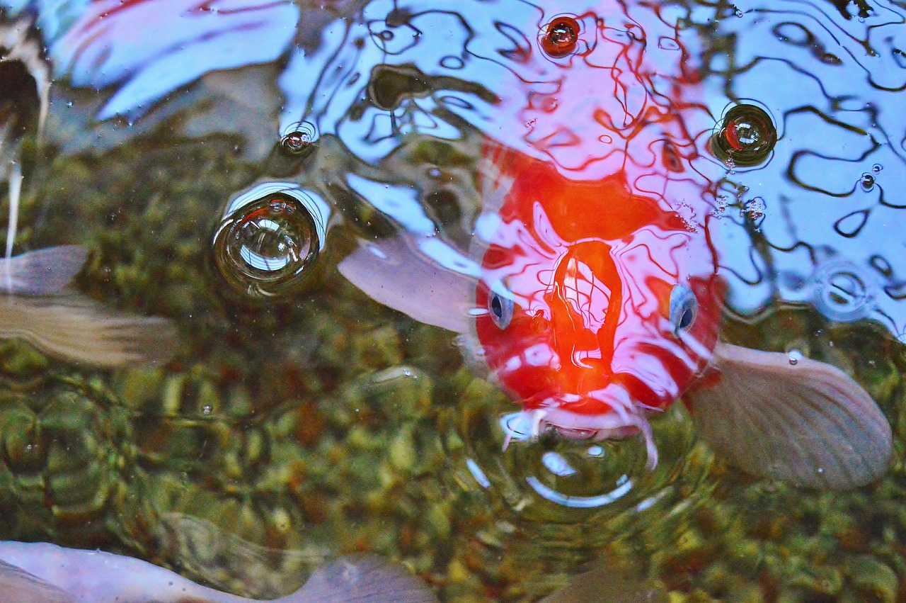 Koi benötigen sauerstoffreiches Wasser für optimale Gesundheit