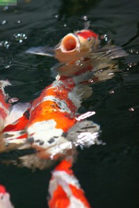 Koi Fütterung im Teich