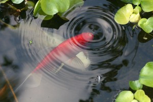 Futterzusatz für Kois im Teich