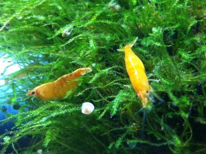 Orange Fire im Garnelenaquarium