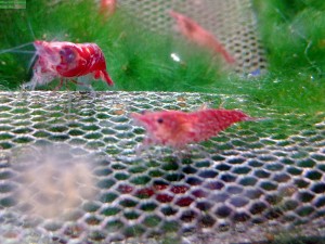 Red Fire Garnelen im Aquarium