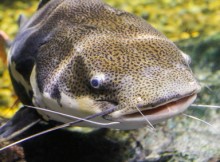 Futterfische aquarium - Wählen Sie dem Testsieger der Redaktion