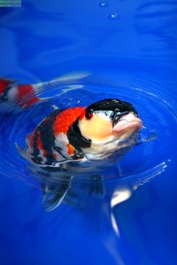 Koi steckt Maul aus Wasser